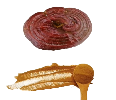 Reishi